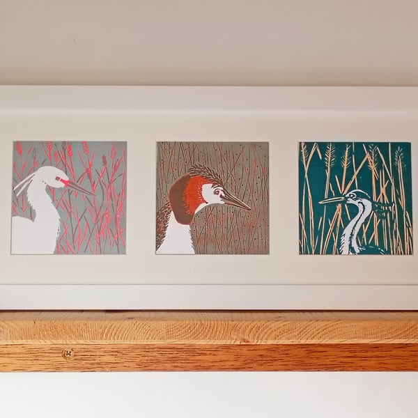 Framed group of birds for nature lovers 