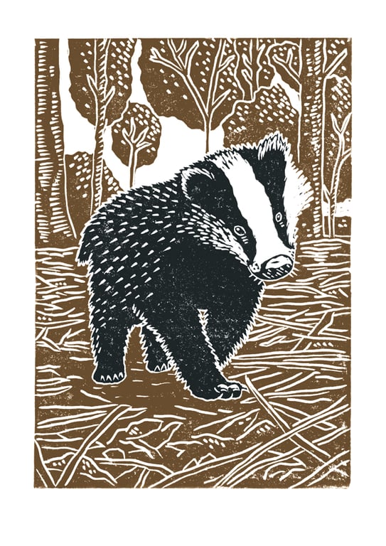 Young Badger A3 poster-print