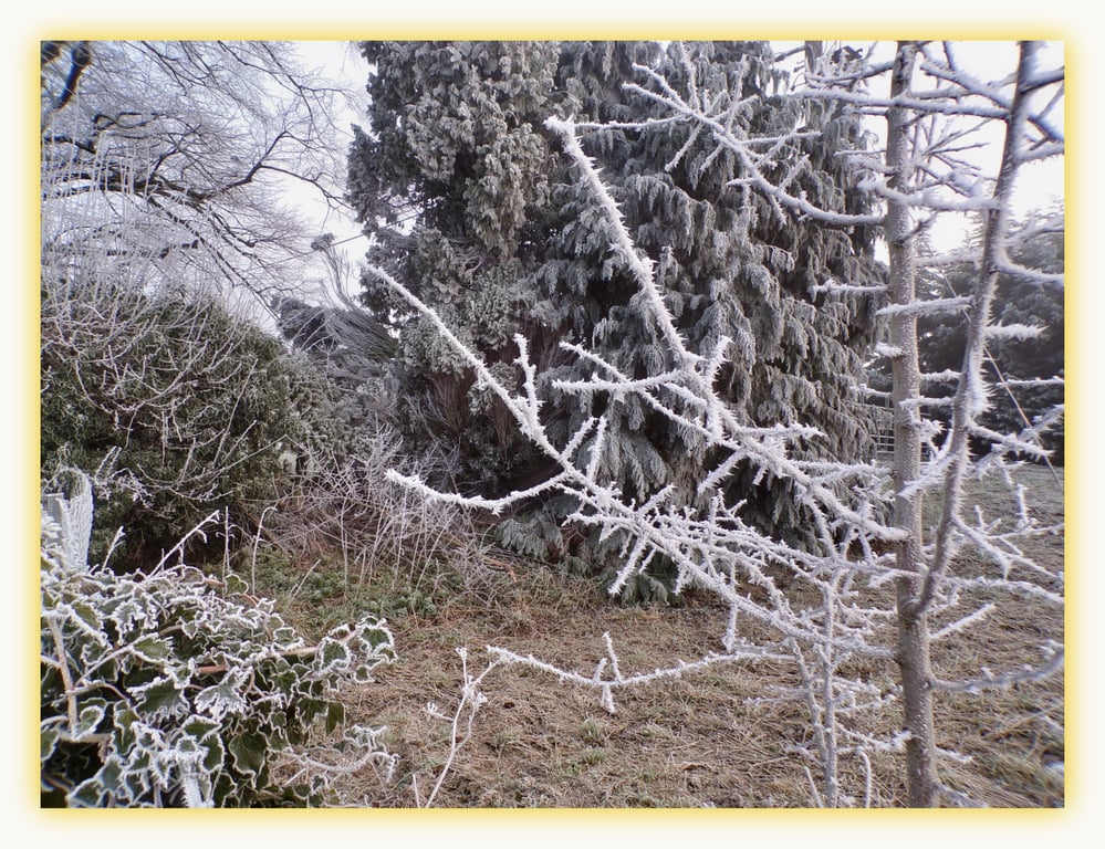 Frost on Trees Winter Norfolk Greeting Card A5 