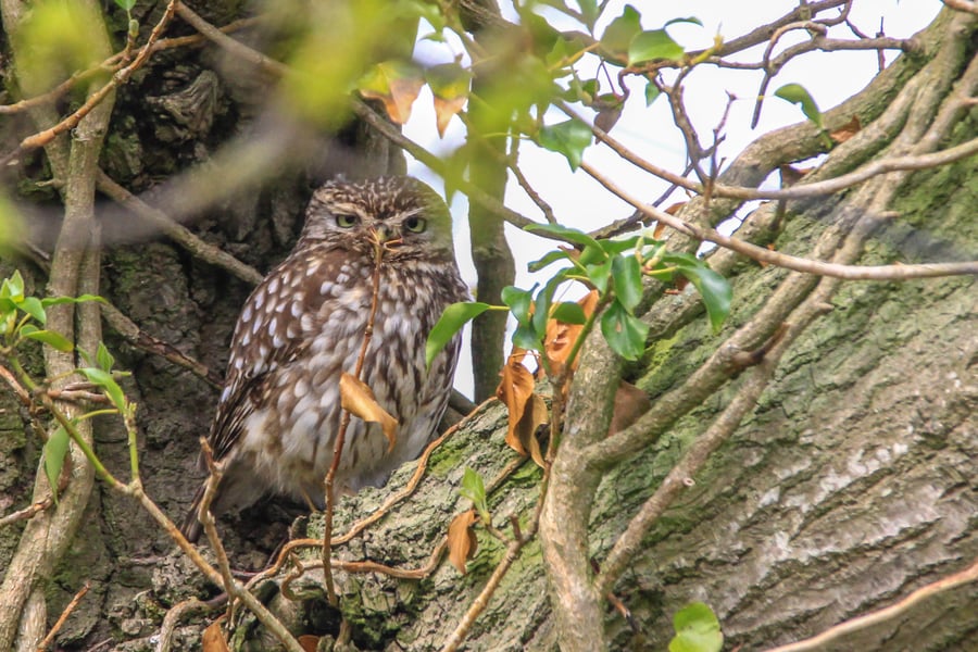 Photograph of a Little Owl in Oak Tree.