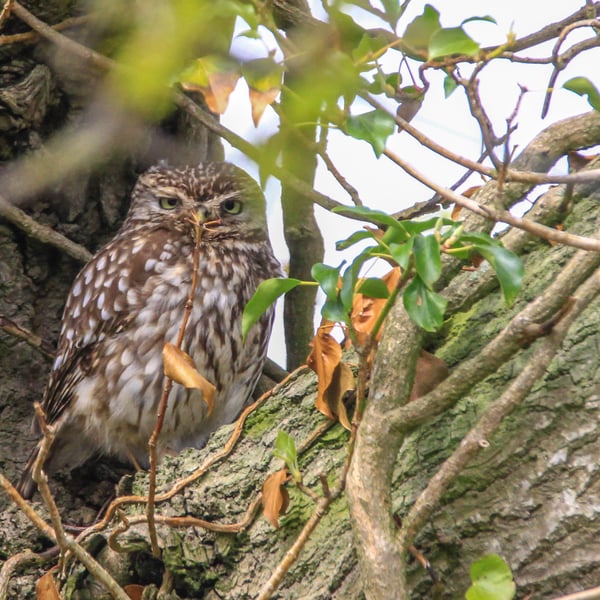 Photograph of a Little Owl in Oak Tree.