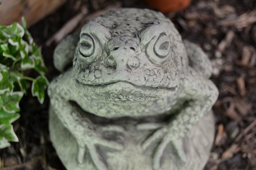 Ardie the Toad Stone Garden Ornament