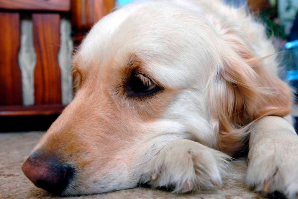 Golden Retriever Dog Portrait Photograph Print