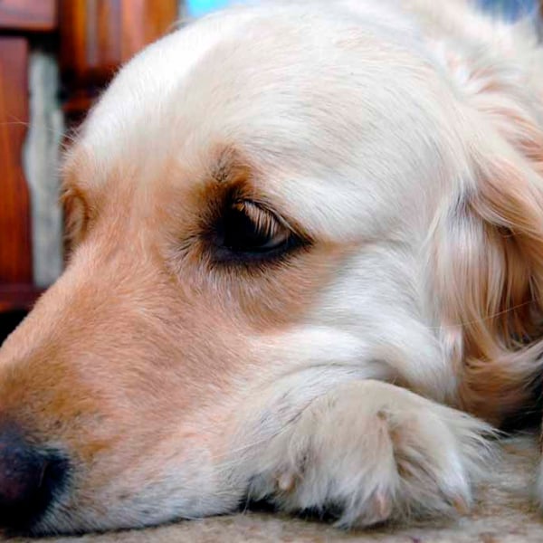 Golden Retriever Dog Portrait Photograph Print