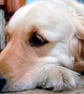 Golden Retriever Dog Portrait Photograph Print