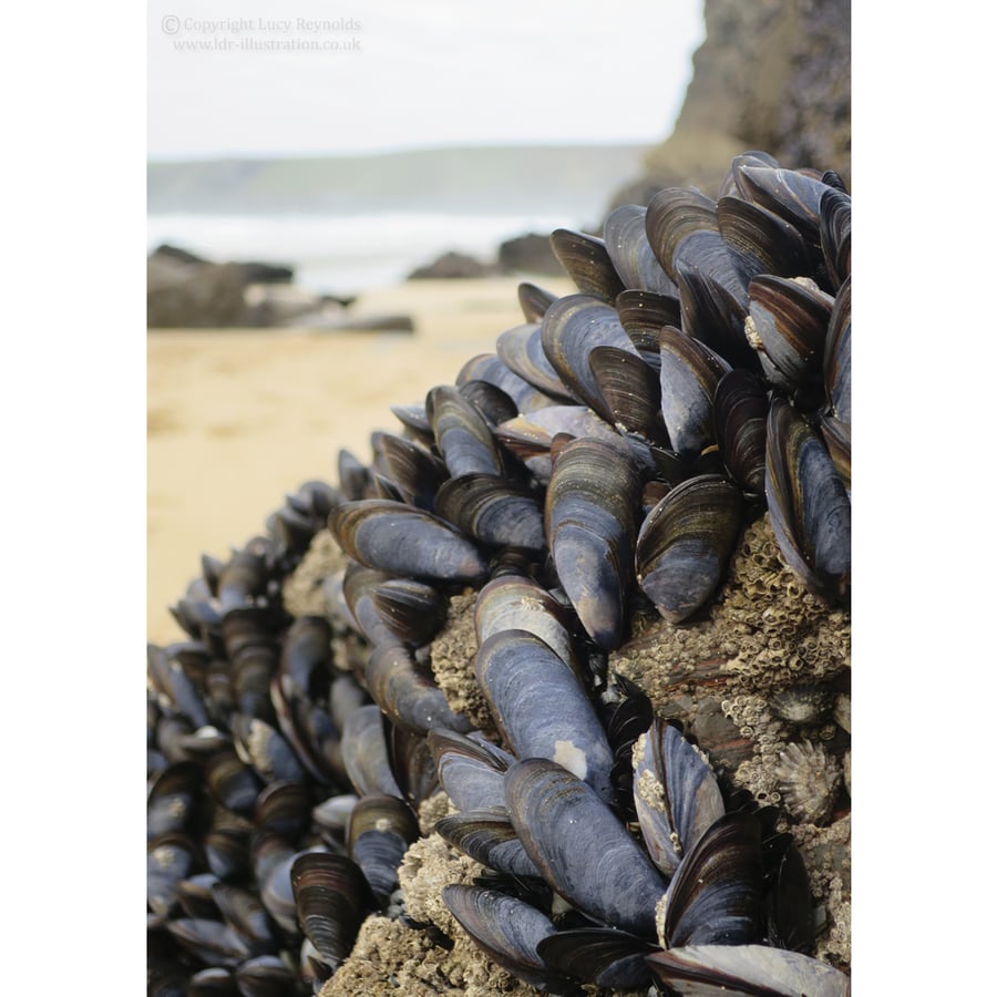 Mussels Notecards