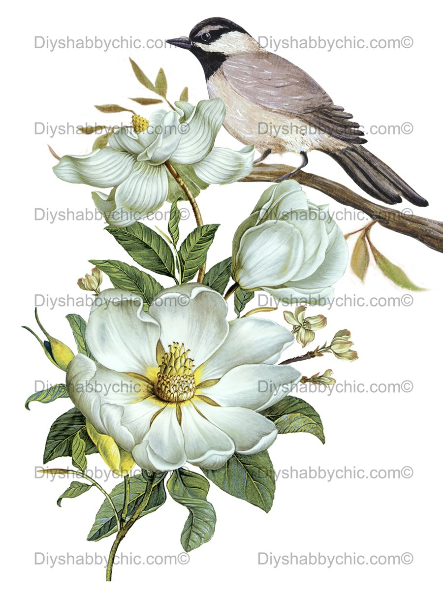 Waterslide Wood Furniture Decal Vintage Image Transfer Shabby Chic Sparrow Rose