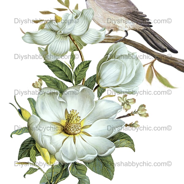 Waterslide Wood Furniture Decal Vintage Image Transfer Shabby Chic Sparrow Rose