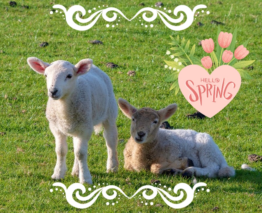 Hello Spring Lambs Greeting Card A5