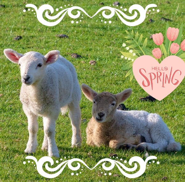 Hello Spring Lambs Greeting Card A5