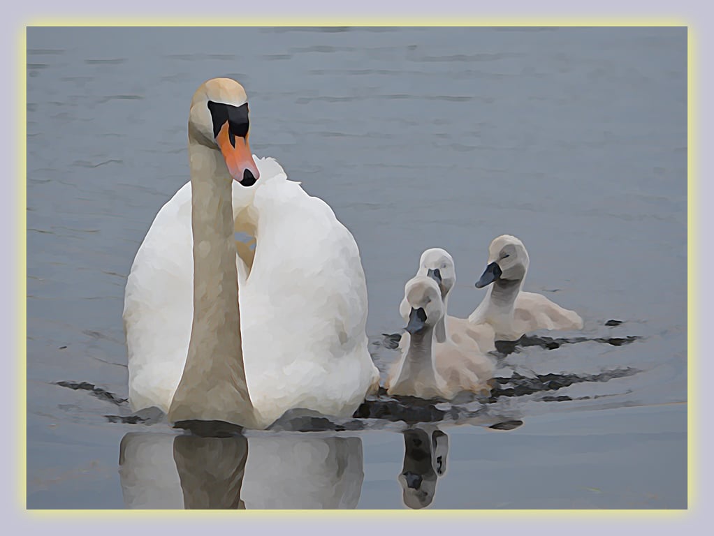 Swan & Cygnets Greeting Card A5