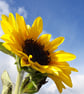 Photographic Print, Sunflower Against Blue Sky - Image 2