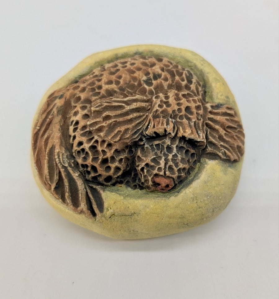 Yorkshire Pudding - Cockapoo 