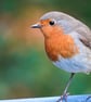 Pack of 6 Robin Cards - Image 2