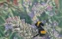 Giclee Art Prints - Insects and Plants