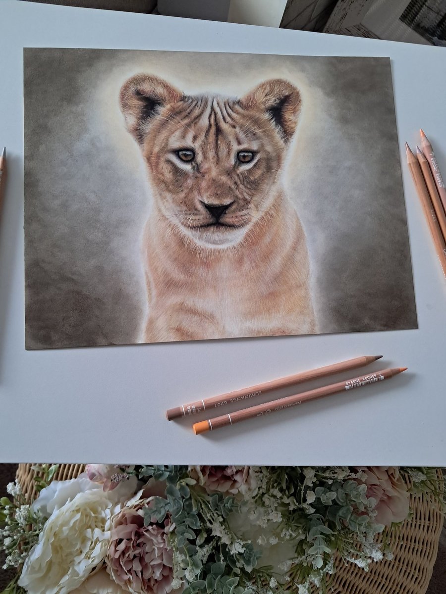 Lion Cub Drawing Fine Art Print Limited Edition 