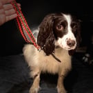 Handmade Bespoke Grab Lead aka the zoomies catcher