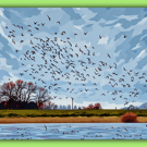 A5 Greeting Card Birds Welney Wash Norfolk 