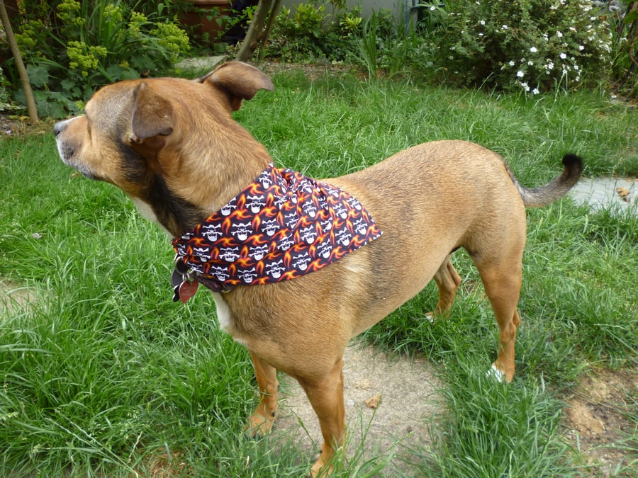 Large Dog bandanas - skull & cross bone design haloween