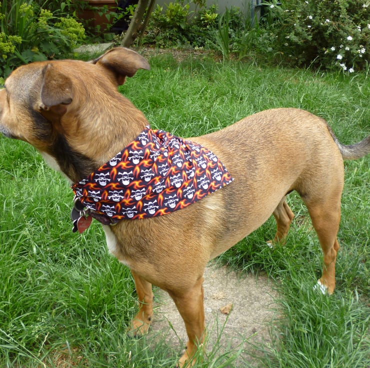 Large dog clearance bandanas