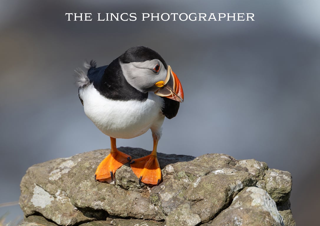 Puffin print (Limited edition of 10)