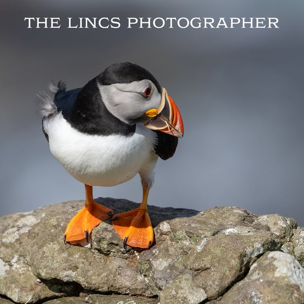 Puffin print (Limited edition of 10)