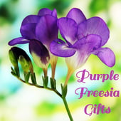 Purple Freesia Gifts