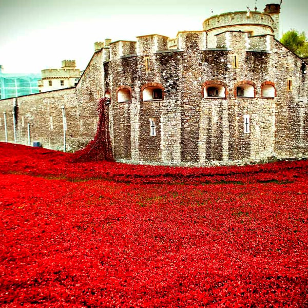 Tower Of London Poppy Red Poppies Photograph Print