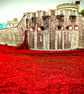 Tower Of London Poppy Red Poppies Photograph Print