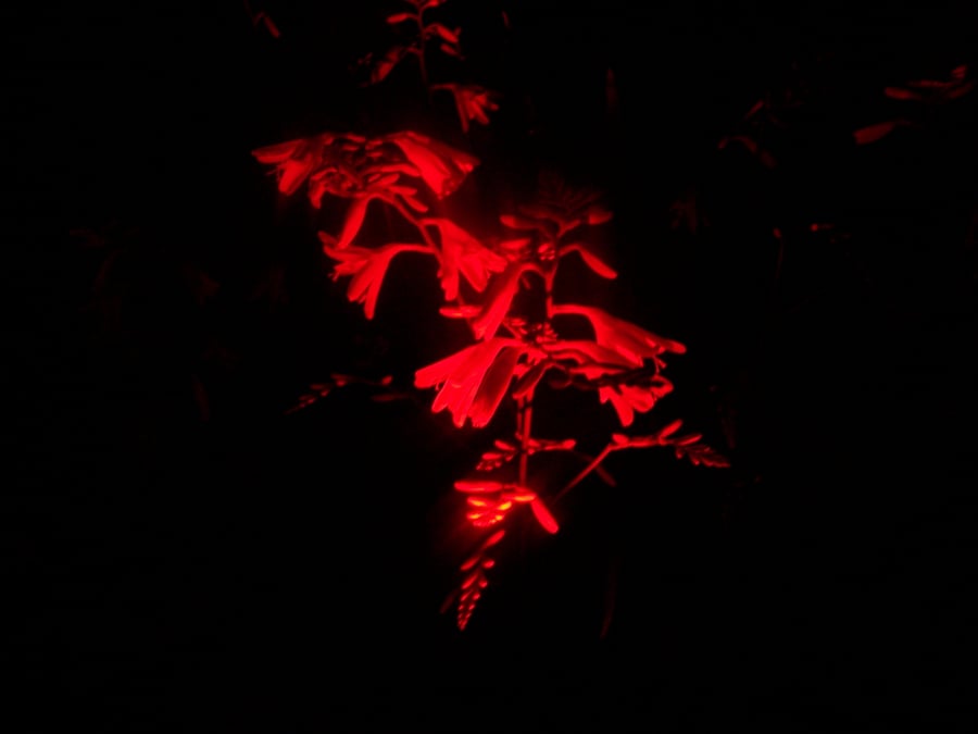 Small Print Scotland 05. So Deeply In Red.