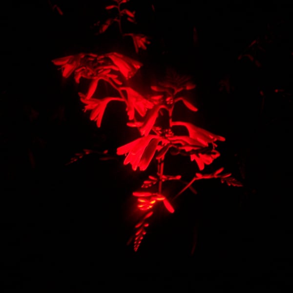 Small Print Scotland 05. So Deeply In Red.