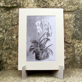 White Orchid Flower - Original Graphite Pencil Drawing