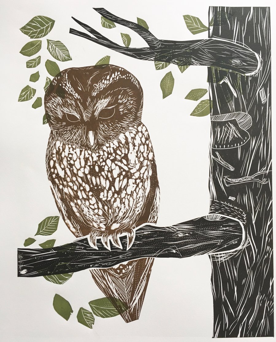 Tawny Owl in Beech Tree