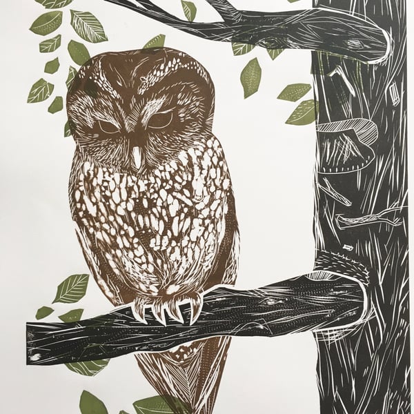 Tawny Owl in Beech Tree