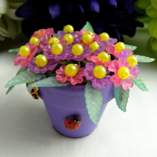 Mixed Aster Flowers in a Plant Pot.