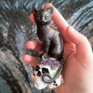 Black cat on a skull