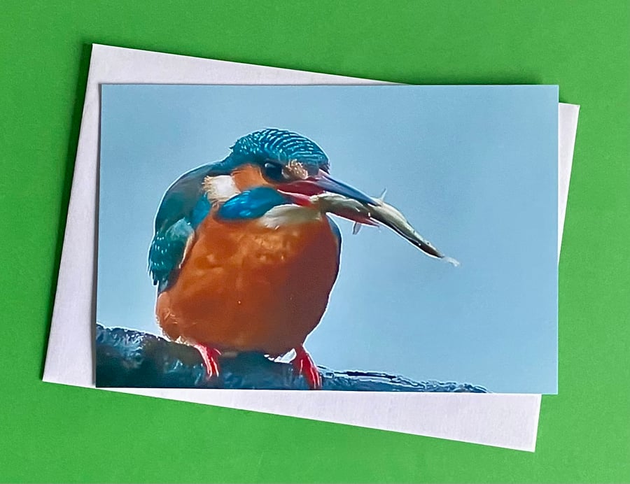 Kingfisher Having His Dinner - Photographic Print Greetings Card