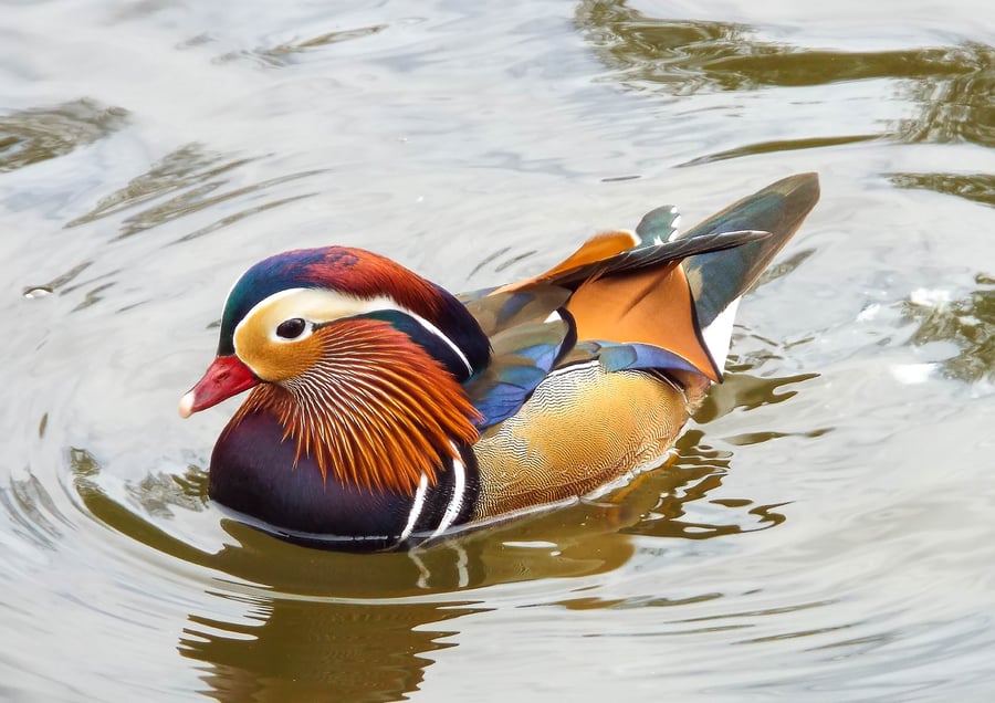 Mandarin Duck Limited Edition Mounted Photograph