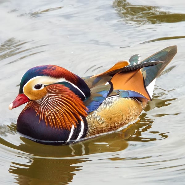 Mandarin Duck Limited Edition Mounted Photograph