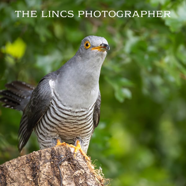 Perched Cuckoo print (Limited edition of 10)