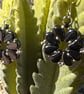 Petite Paisley Beaded Earring - jet hematite - Image 1