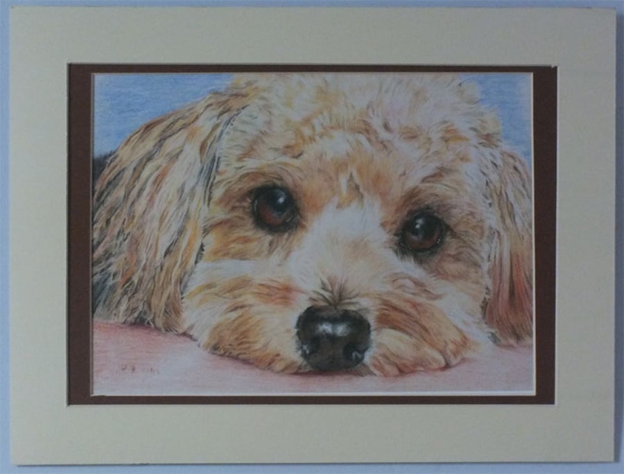 High quality print of a very cute dog in Coloured pencil