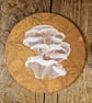 Oyster Mushroom Fungi Coaster