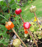  Cane Tops - Handmade for your Bamboo Sticks - Image 3