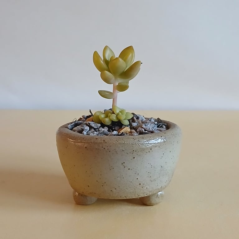 Succulent and cactus pot from series A