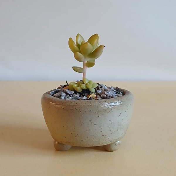 Succulent and cactus pot from series A