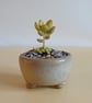 Succulent and cactus pot from series A