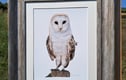 Framed drawings 