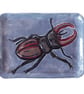 Stag Beetle Ceramic Dish - Hand Sculpted  - Image 3
