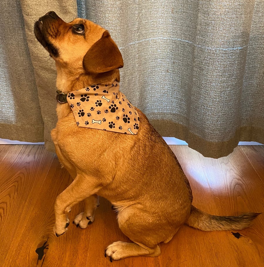 Bones and Paw Prints Reversible Dog Bandana